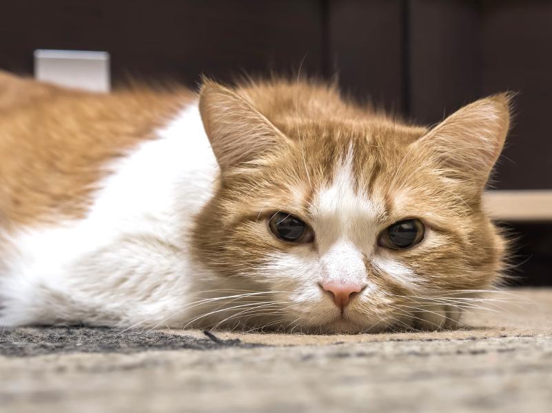 cuales son los remedios caseros efectivos para la gingivitis en gatos
