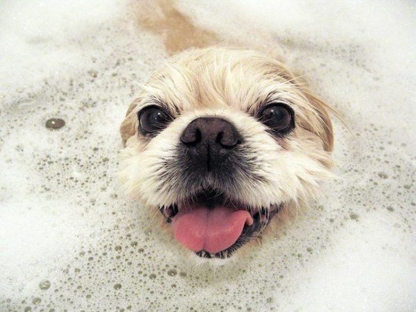 Cuáles son los remedios caseros para el estreñimiento en perros