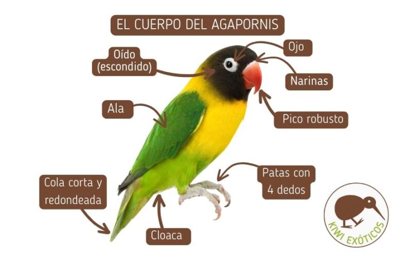 Cuáles son los remedios caseros para el picaje de loros
