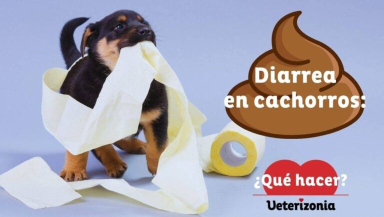 Cuales son los remedios caseros y cuidados para la diarrea en perros