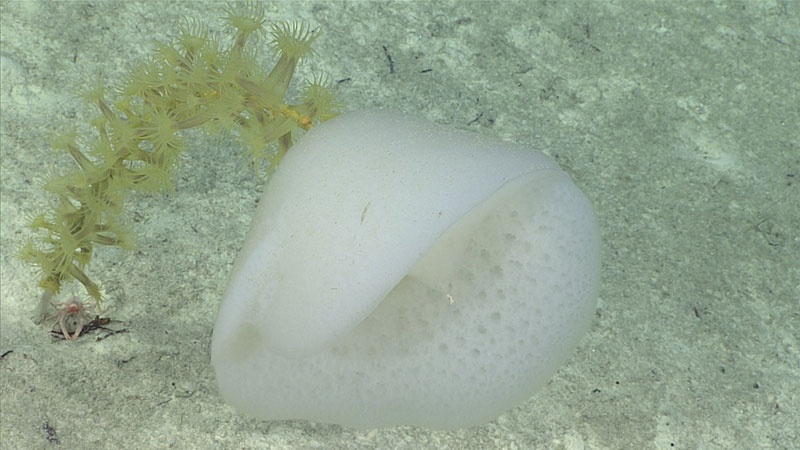 cuales son los secretos y ecosistemas del oceano atlantico