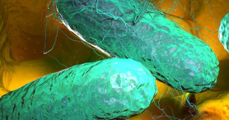 Cuáles son los síntomas y cómo prevenir la infección por Salmonella