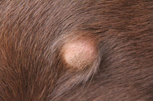Cuáles son los síntomas y tratamiento del seroma en perros