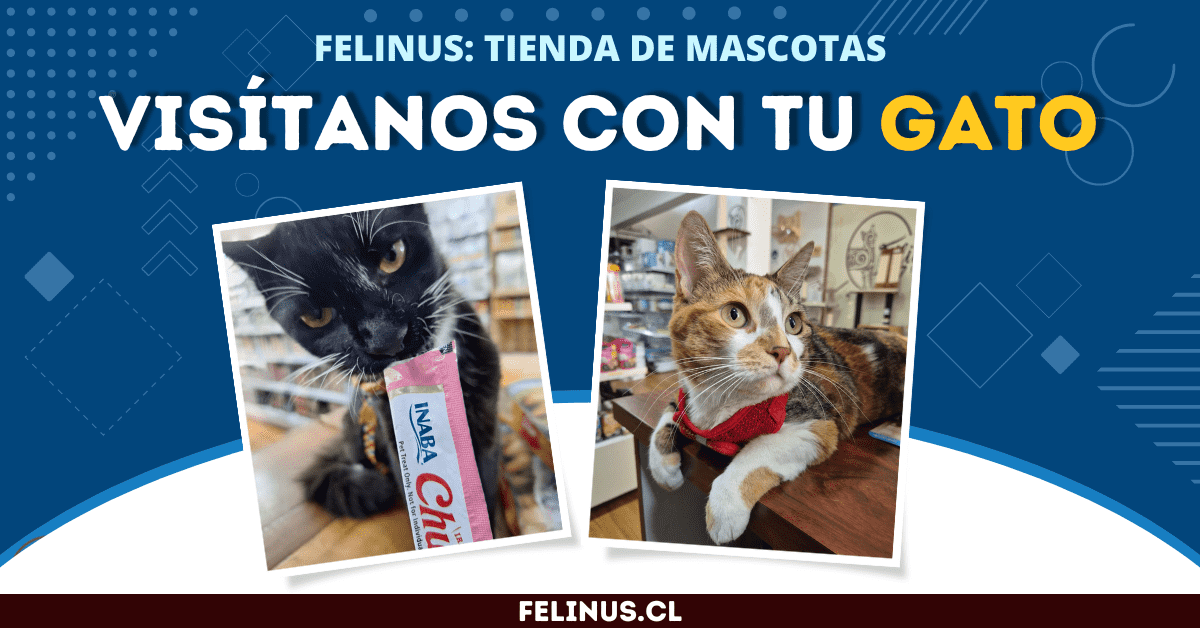 cuales son los sintomas y tratamientos de la coccidiosis en gatos
