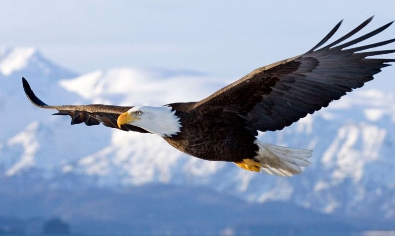 cuales son los tipos de aguilas sus caracteristicas y fotos