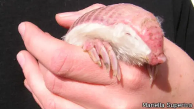cuales son los tipos de armadillos y su fascinante mundo