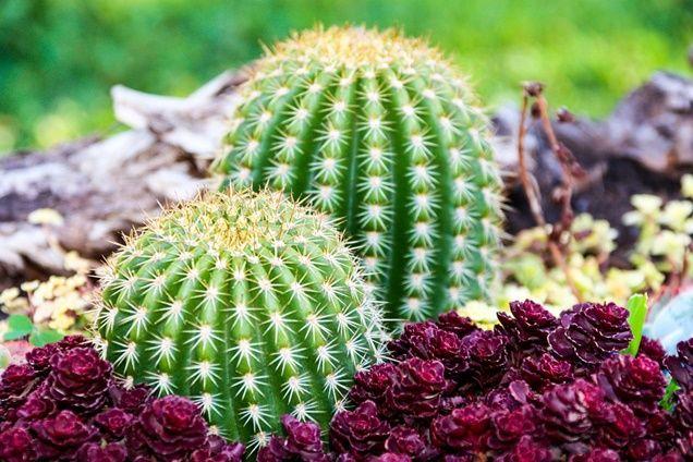 Cuáles son los tipos de flores de cactus y sus colores