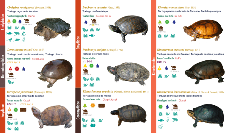 Cuáles son los tipos de tortugas semiacuáticas y sus hábitats