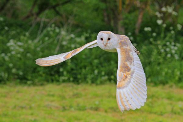 cuales son los tipos y caracteristicas de las aves rapaces