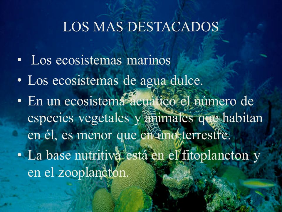 cuales son los tipos y caracteristicas de los ecosistemas marinos
