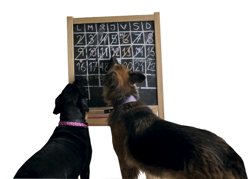 cuales son mas de 200 nombres unicos y adorables de perros en aleman