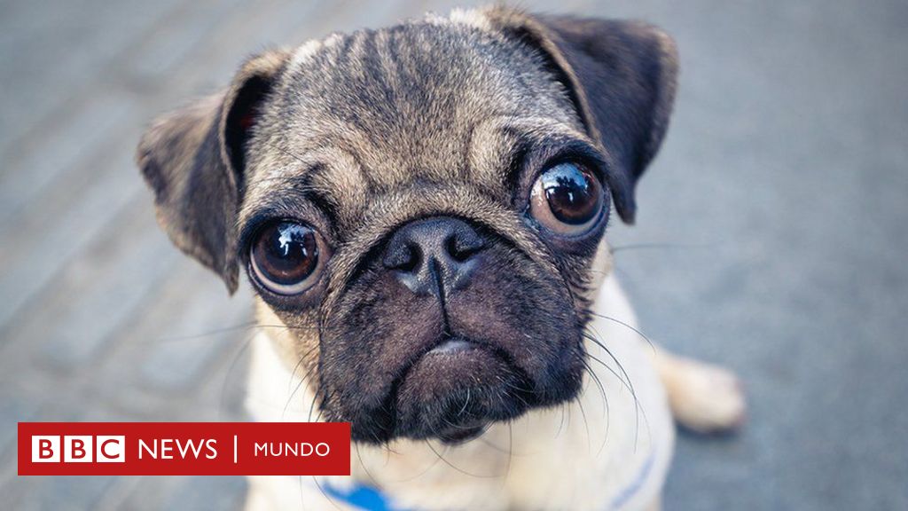 cuales son nombres originales para perros pug machos y hembras