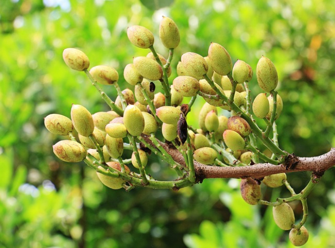 Cuáles son propiedades, beneficios y riesgos de los pistachos