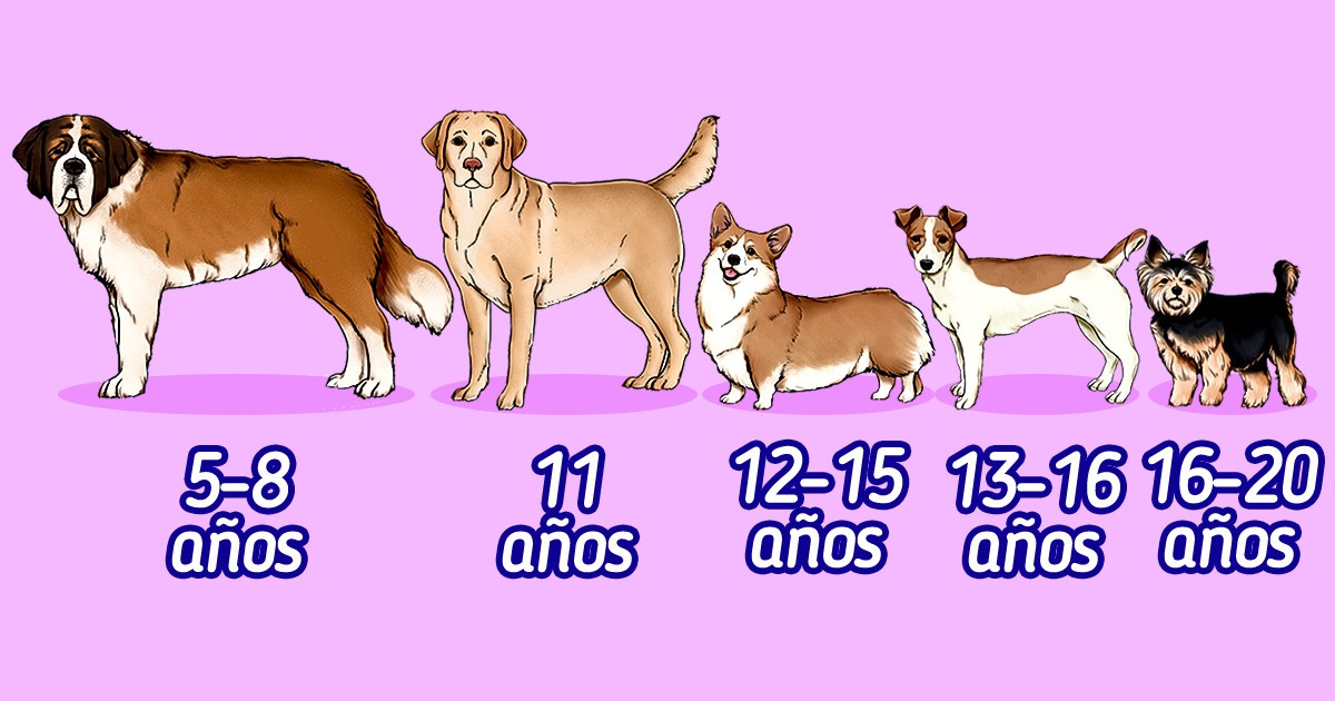 cuando deja de crecer un perro chihuahua y alcanza su tamano