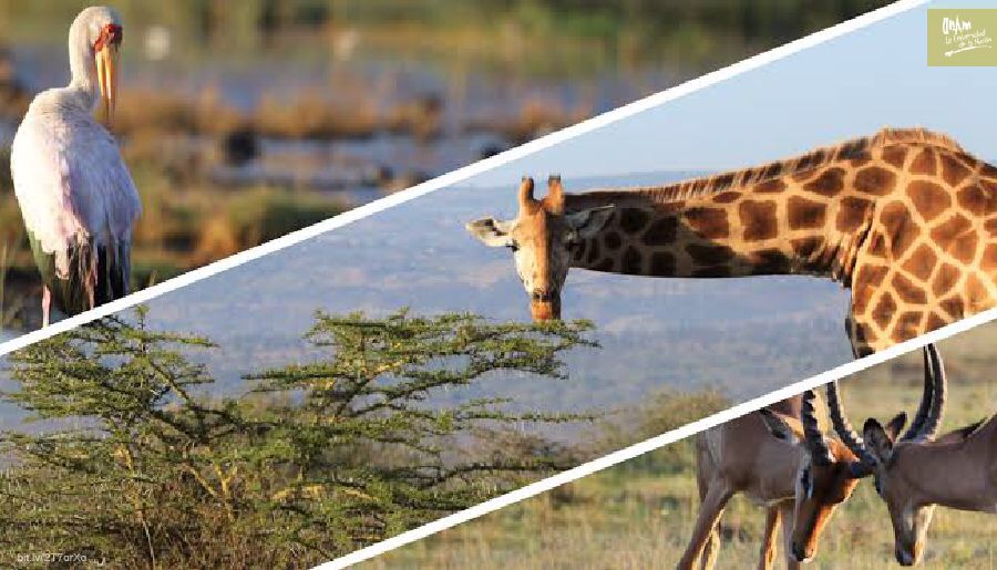 cuantas especies descritas de animales hay en el mundo