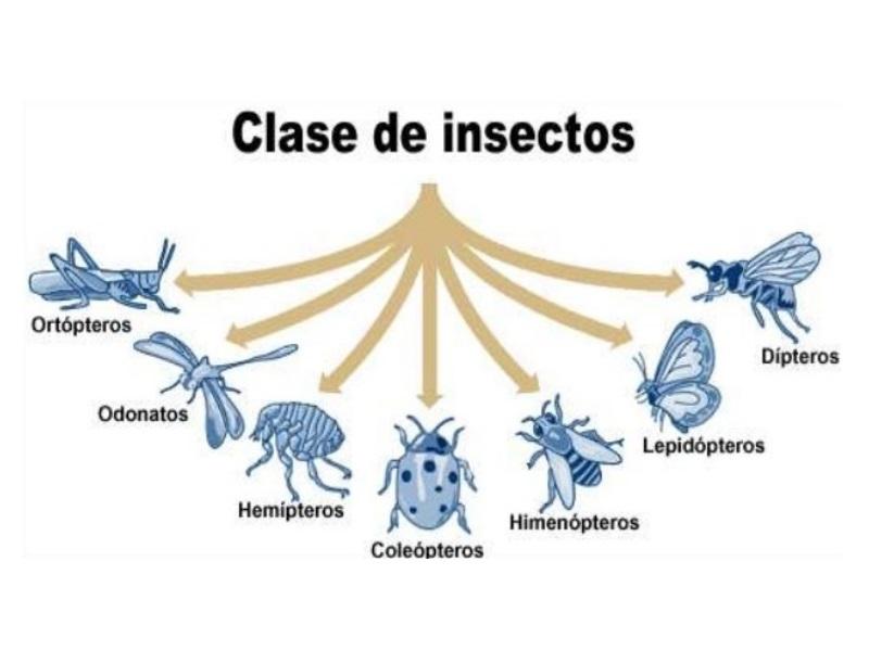 cuantas patas tiene un escarabajo descubre la respuesta aqui