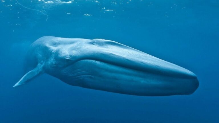 Cuánto pesan las ballenas: las 3 más grandes del mundo