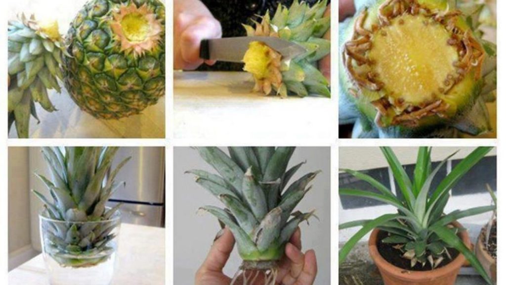 cuanto tarda en crecer una pina todo sobre su cultivo
