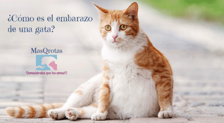 Cuánto tiempo dura el parto de una gata y cómo es el proceso