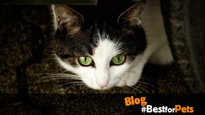 cuanto tiempo puede estar un gato sin comer guia esencial