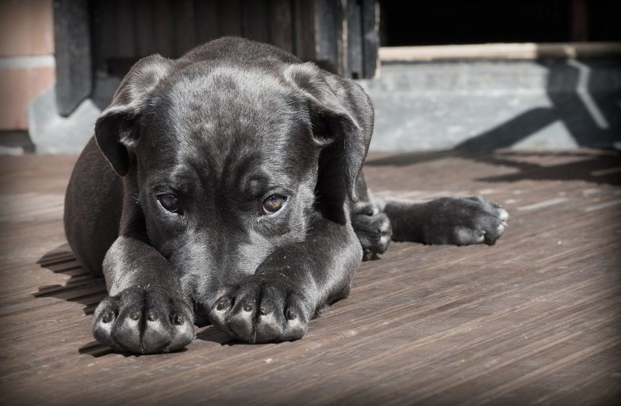 cuanto tiempo puede estar un perro sin comer y que cuidados necesita