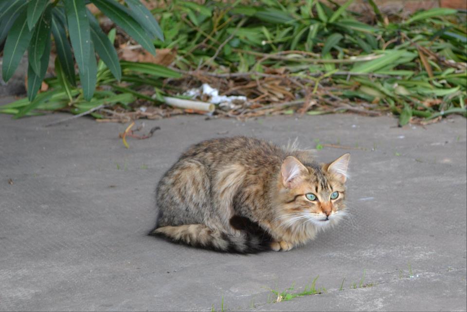 cuanto tiempo vive un gato callejero frente a un gato domestico