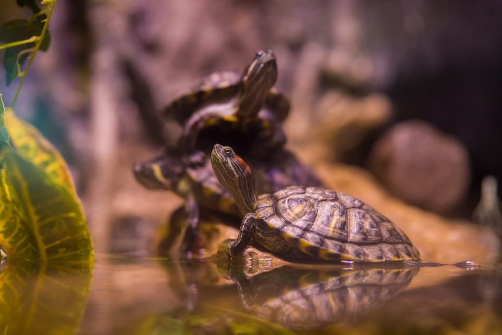 cuanto tiempo viven las tortugas terrestres y marinas