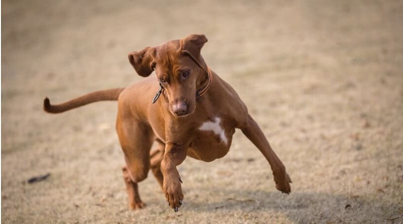 cuanto vive un perro con hipotiroidismo factores y cuidados