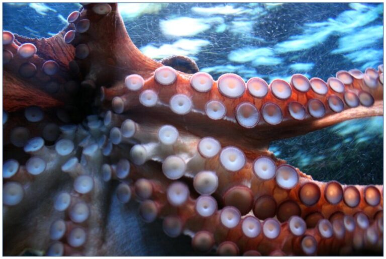 Cuántos corazones tiene un pulpo y por qué es sorprendente