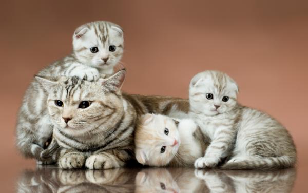 Cuántos gatitos puede tener una gata en su primera camada