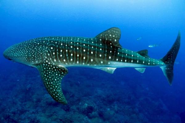 Cuántos tipos de tiburones existen y cuáles son sus especies
