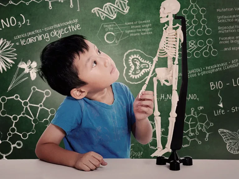 Cuerpo humano: Descubre cómo funciona y sus sistemas vitales
