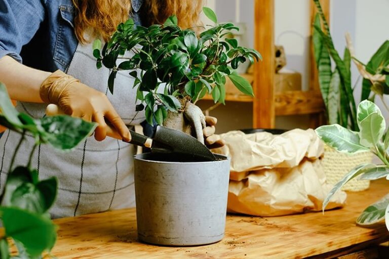 Cuidado Kalanchoe farinacea: Guía de cuidados y reproducción