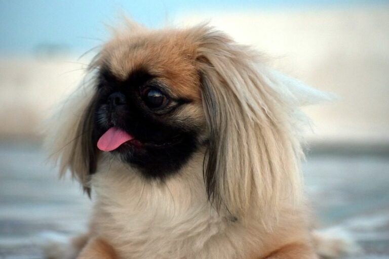 Cuidados del perro pekinés: cómo mimar a tu pequines