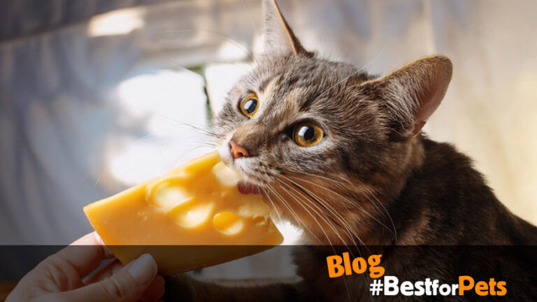 Cuidados esenciales para un gato de 1 mes: guía completa