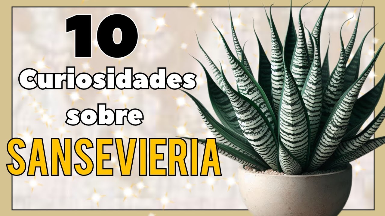 Curiosidades sobre la planta Sansevieria en 2025