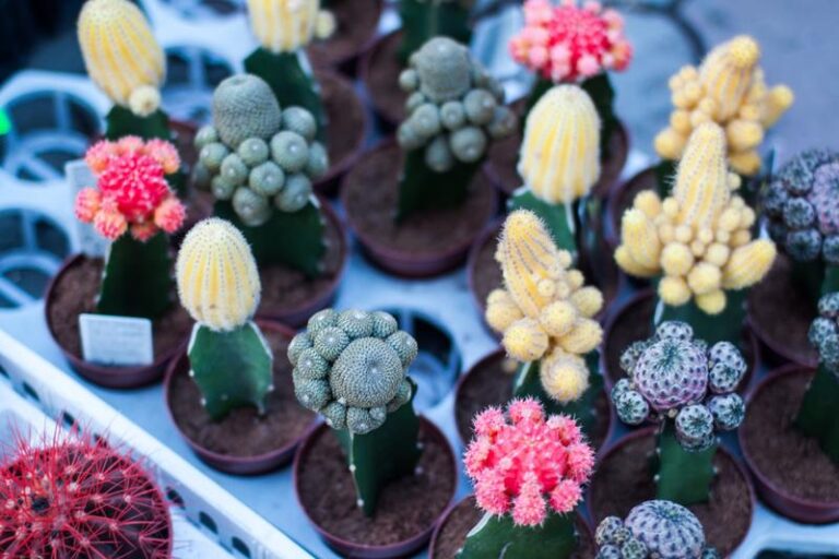 Dama de noche en maceta: cuidados y tips para plantarla