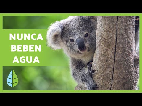 Datos curiosos del mundo: 15 hechos interesantes de animales
