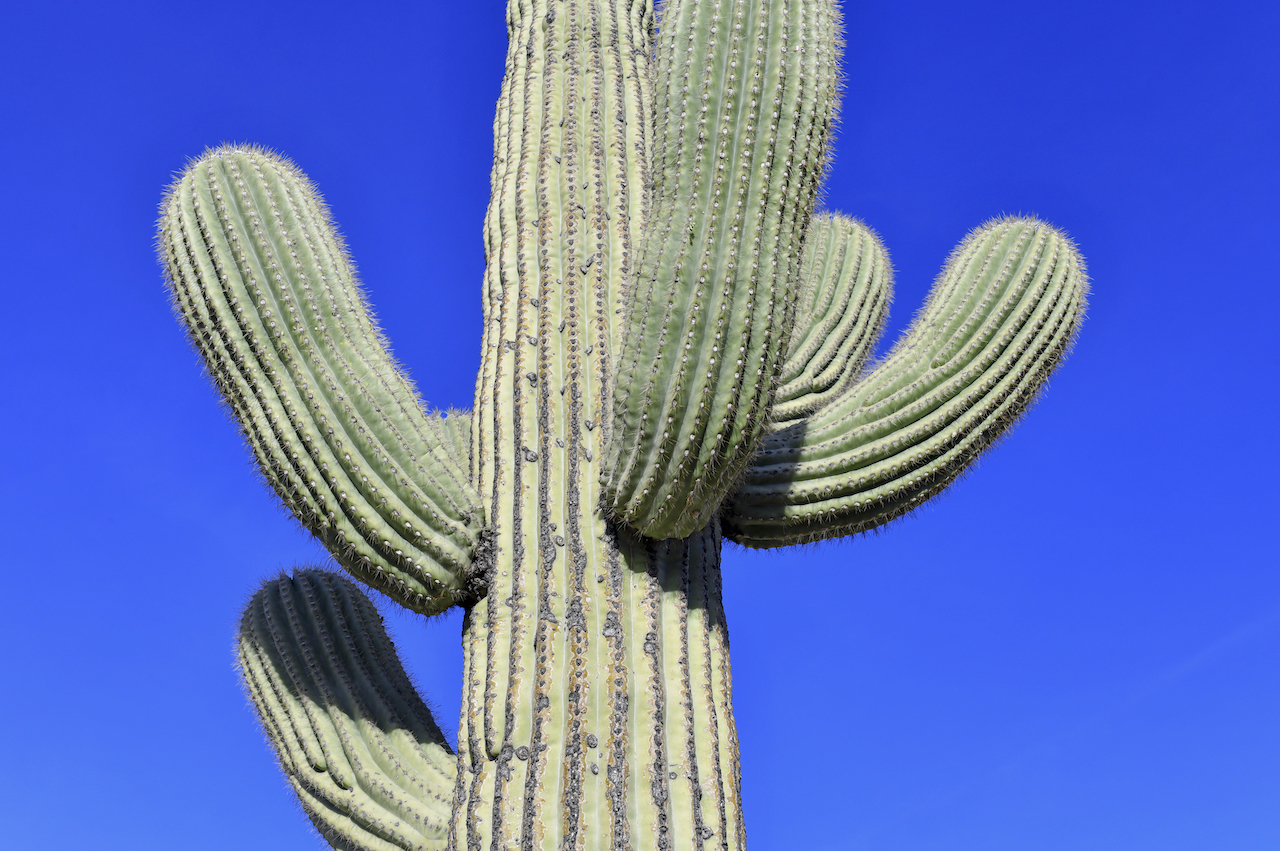 Fascinantes DATOS sobre CACTUS del desierto 2024