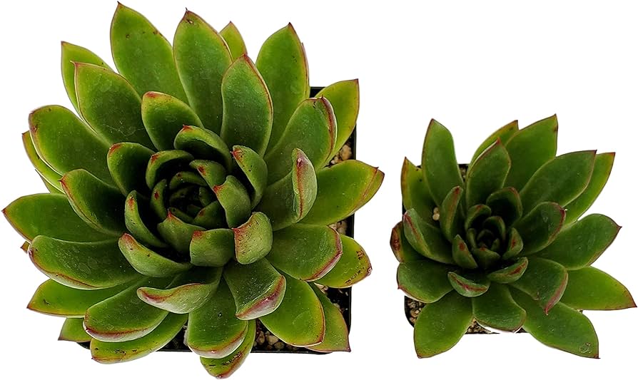 Datos sobre Echeveria Agavoides en ecose.org