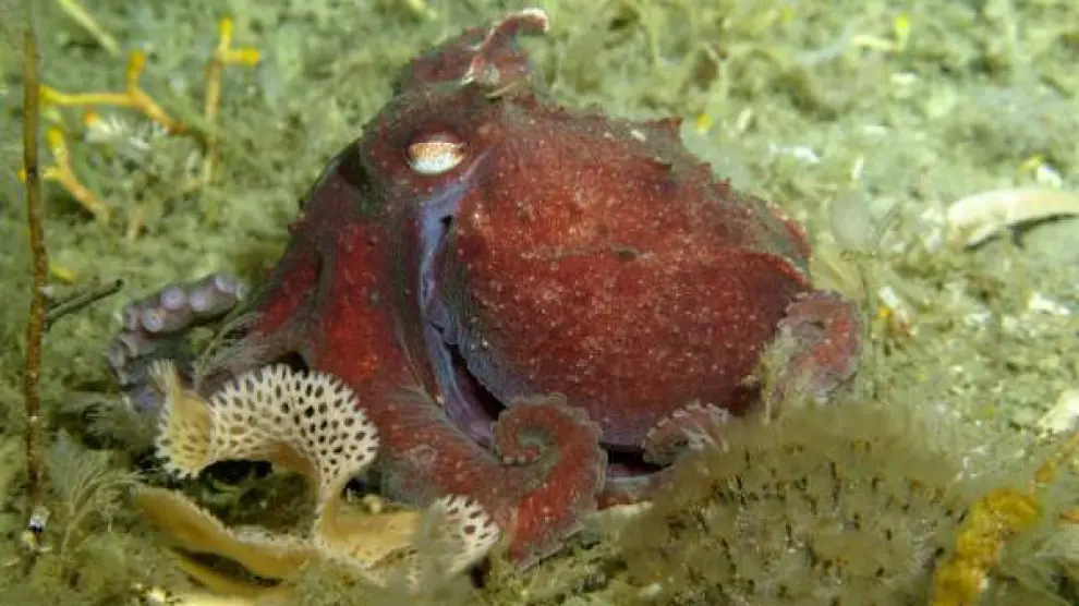 de que color es la sangre del pulpo segun la especie