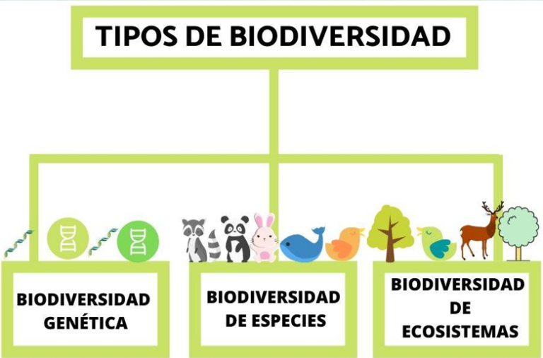De qué forma la flora acuática contribuye a la biodiversidad