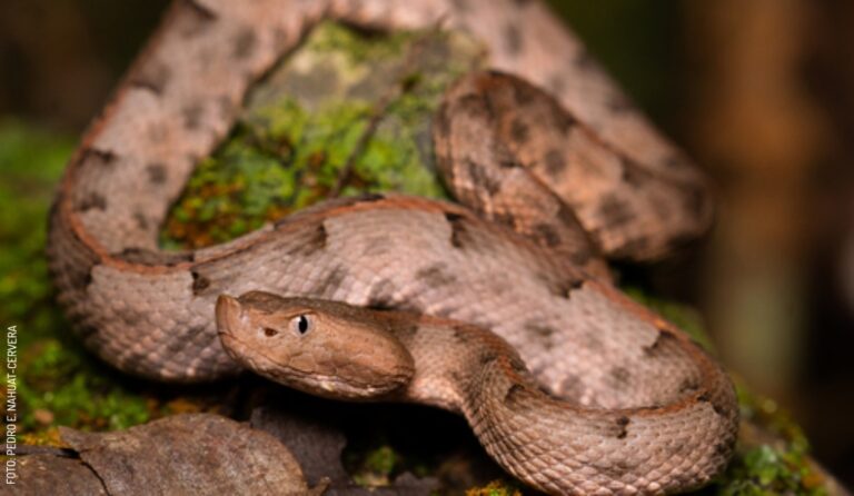 De qué se alimenta la serpiente Guía sobre su dieta esencial
