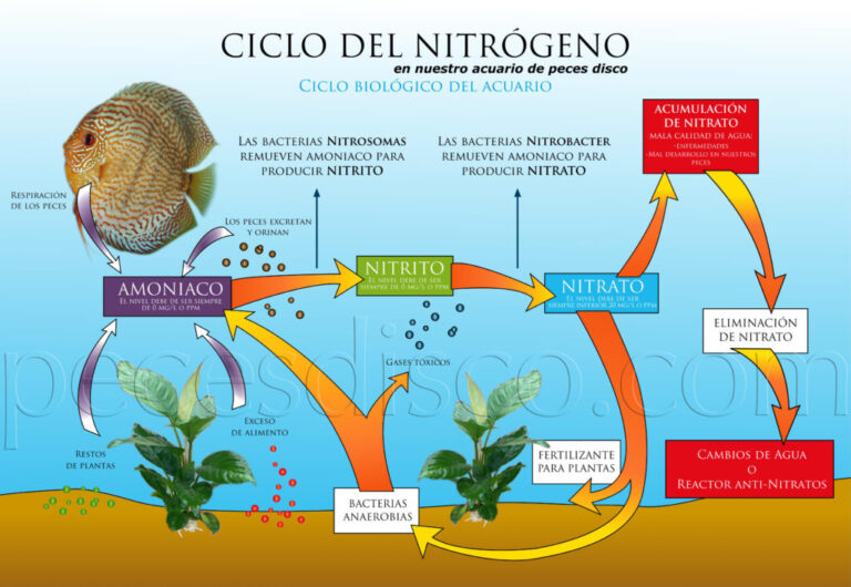 Desnitrificación: Proceso esencial para la calidad del agua