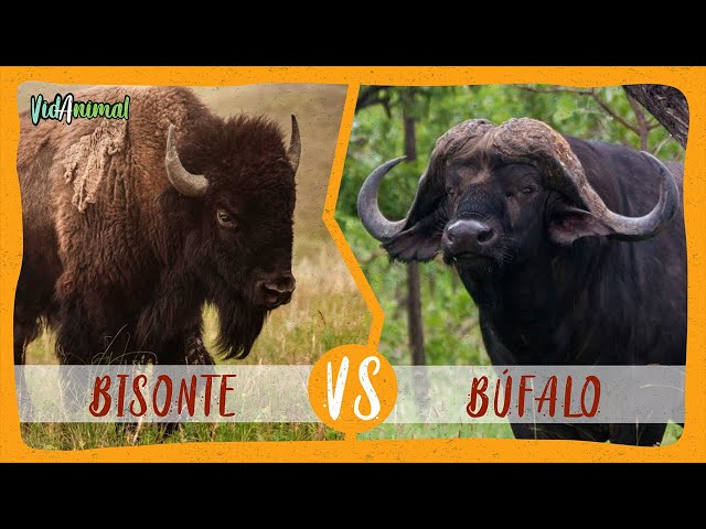 Diferencia entre bisonte y búfalo: qué los distingue