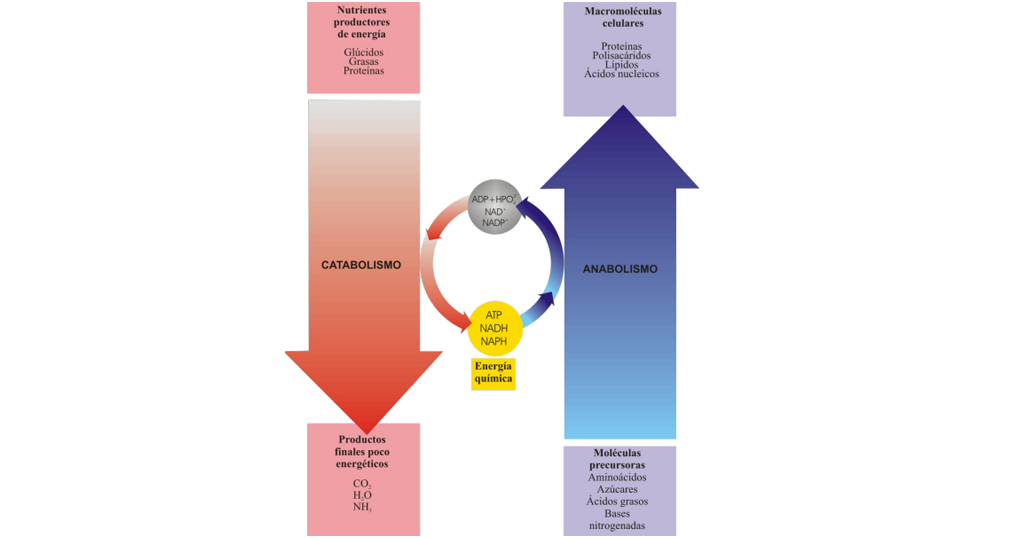 diferencia entre catabolismo y anabolismo conceptos clave