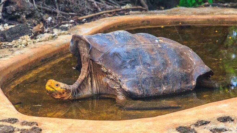 Diferencia entre tortuga y galápago: Características claves