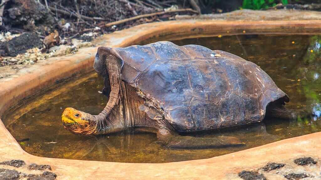 diferencia entre tortuga y galapago caracteristicas claves
