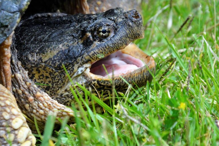 Diferencia entre tortuga y morrocoy: tienen dientes o no