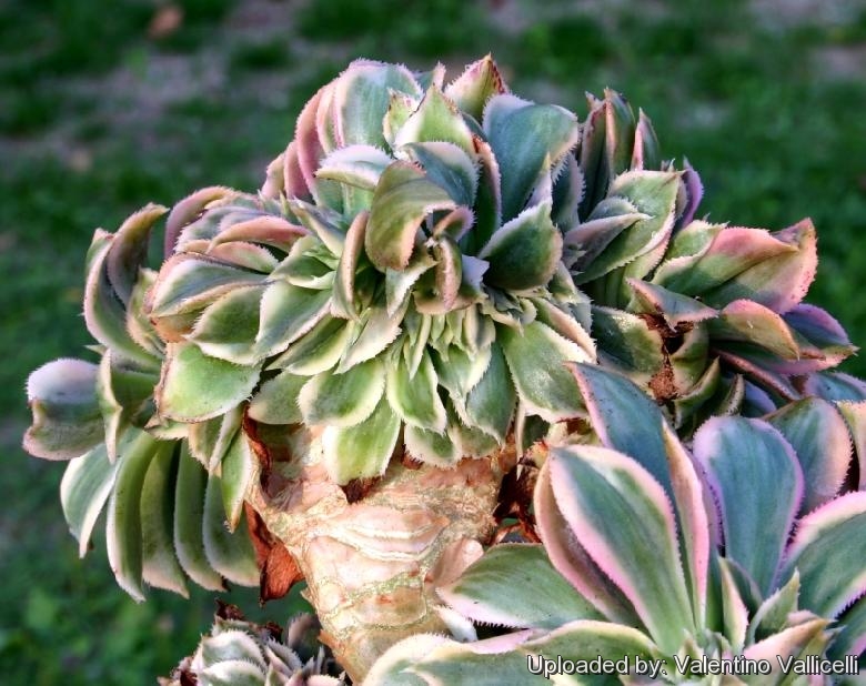 Diferencias entre Aeonium Sunburst y Echeveria Decorum